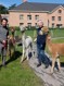 Maarten en Ria leiden alpaca's op tot ideale wandelpartners - Gazet van Antwerpen