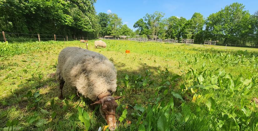 Schaap in een zonnige wei