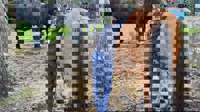 Artikelfoto: Matheo Met Paard