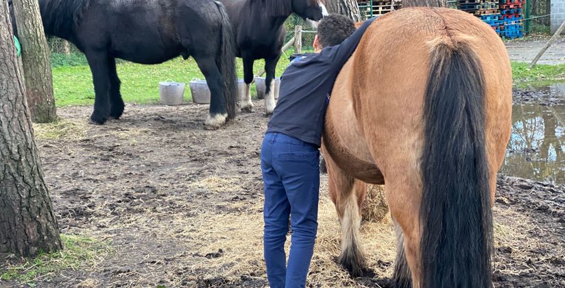Matheo Met Paard