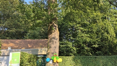 Artikelfoto: Brasschaatse Tutjesboom 20240918 (4)