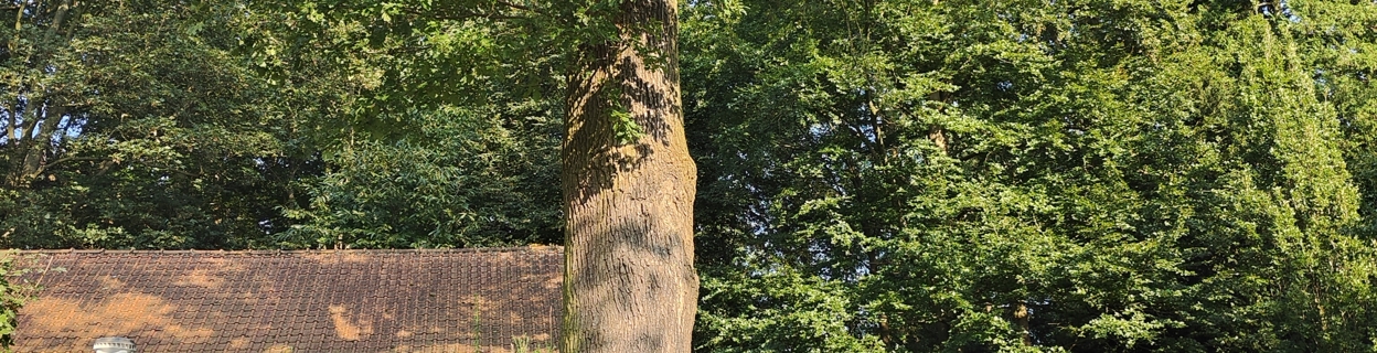 Brasschaatse Tutjesboom 20240918 (4)