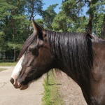 STELLA