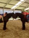 Hippotherapie OLO wint prestigieuze prijs - Parkbode