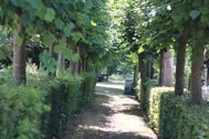 Thumbnail: Wandelweg tussen bomen