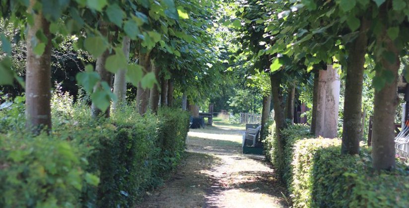 Wandelweg tussen bomen