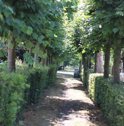 Wandelweg tussen bomen