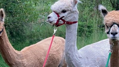 Artikelfoto: Alpaca's