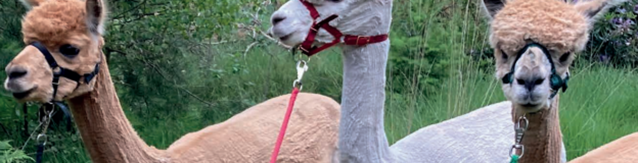 Alpaca's