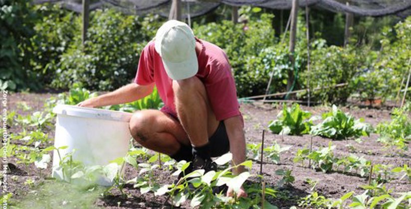 Man werkt in moesttuin 