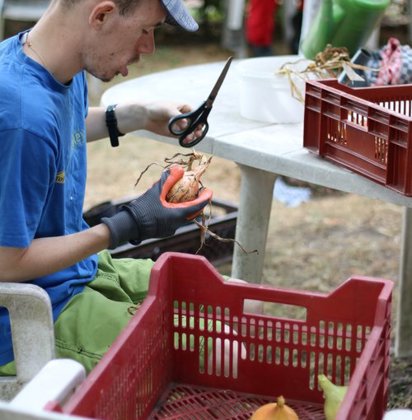 Man knipt wortels van uien