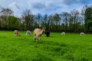 Thumbnail: Alpacas Meander 2024