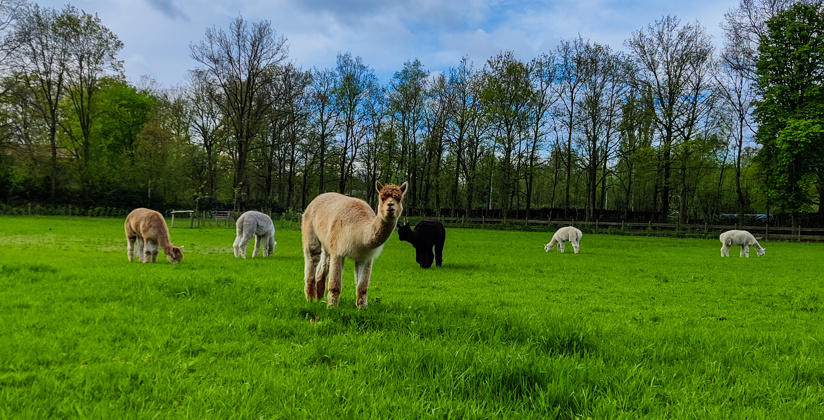 Alpacas Meander 2024